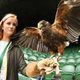 Image for article titled Wimbledon Hired A Hawk To Scare The Pigeons Away